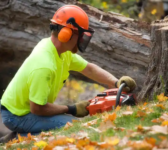 tree services Acushnet Center